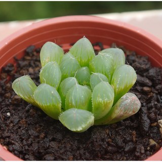 花樣渼栽盆栽生活館 大玉露 (3寸) 多肉植物 觀葉植物 室內盆栽, 1個, 植株(裸根)+3寸盆土