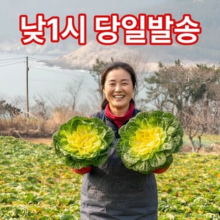 더맛곳간 낮1시당일발송 봄동 배추 겉절이 쌈배추 알배기, 1개, 1kg