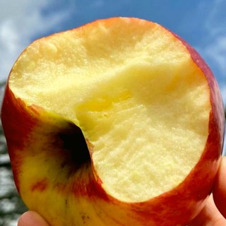 [딱하루특가] 부사 사과 고당도 안동직송, 1박스, 고당도_10KG S-M