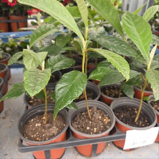 비파나무 약용나무 소품 에이피플랜츠, 2개, 기본