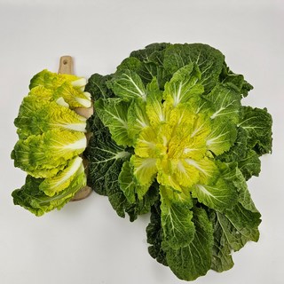 CS1%미만 산지직송 정품 봄동 배추, 1개, 2kg