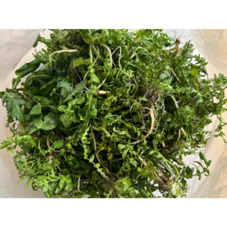 남해 경남 세척냉이 제철 국산 냉이, 1개, 1kg