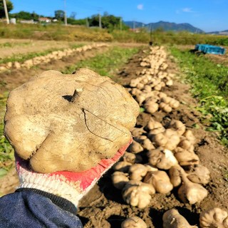 [국내산 농장직송] 멕시코 감자 정품 히카마 슈퍼푸드 혼합, 1박스, 10kg