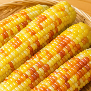 쪄서가는 쫀득 홍찰옥수수, 10개, 홍찰옥수수 특대