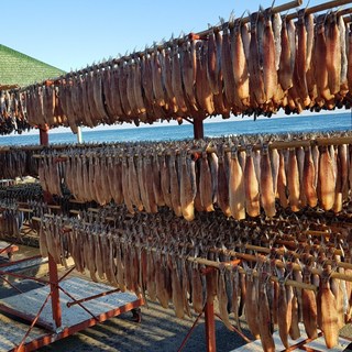 (반손질)국산 꽁치 과메기 단품, 1박스, 60미 (20미*3두름)