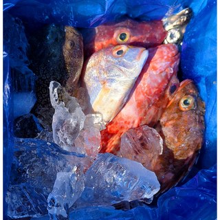 자연산 생선 매운탕 구이 통영 잡어 3kg 10인분, 1개, 잡어3kg