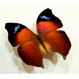 蟲新發現 蝴蝶標本A1 Salamis anteva 蛺蝶 未展翅乾貨 精美收藏 自然裝飾 科學研究