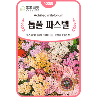 [주주씨앗] 톱풀 파스텔 씨앗 100립 / 파스텔빛 내한성 다년초 꽃씨 씨앗몰, 1개