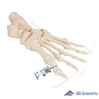 3B Scientific 인체모형 발골격모형 A30/2 Loose Elastic, 우