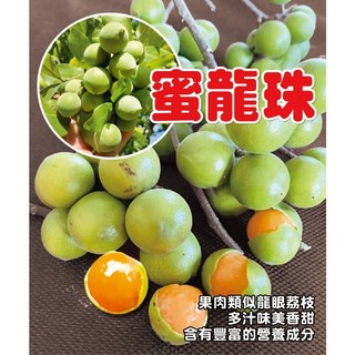 蜜龍珠實生苗 平地山坡皆適合種植 栽培管理簡單, 1個, 蜜龍珠實生苗80-100公分