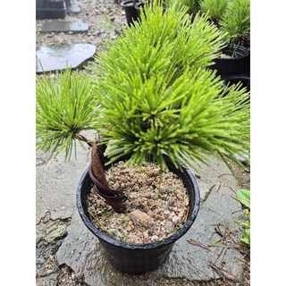 [성심꽃농원] 해송소나무_나이먹은외대_25-30cm, 1개