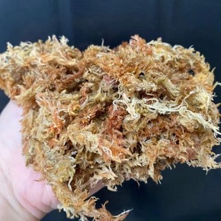 【欣榮園藝】超五星智利水草 1公升 己過篩挑檢 水苔 分裝包 蕨類 鹿角蕨 蘭花 觀葉植物 天南星科, 1件, 1L