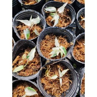 熊貓購物 斑葉小仙女觀音蓮 買8送1 觀音蓮 斑葉 園藝 植物 盆栽, 1.7吋盆