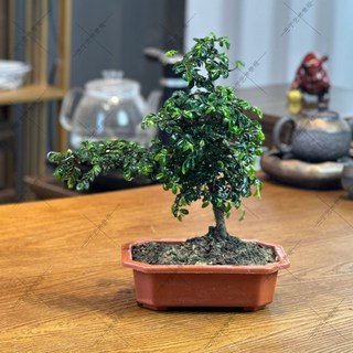 懸掛式創意綠植組合盆景 四季結婚造景陶瓷盆栽, 1個, 榆樹+基地原土原盆【限時折扣】一整套栽好包好發出