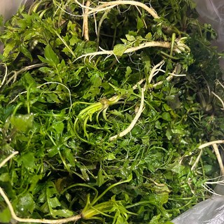 산지직송연구소 냉이 농가돕기 노마진 국산 세척냉이 실속 중량선택, 1개, 세척 냉이 500g