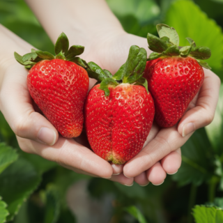 [당일수확배송] 과즙팡팡 대왕 딸기 킹스베리, 1박스, 400g (왕특)