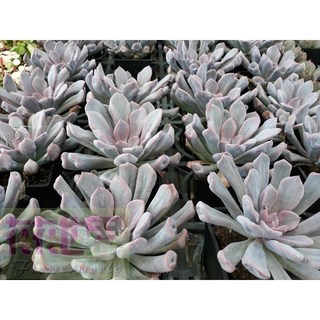 花花世界玫瑰園 邱比特多肉植物 3吋盆栽 高6-10公分, 1個