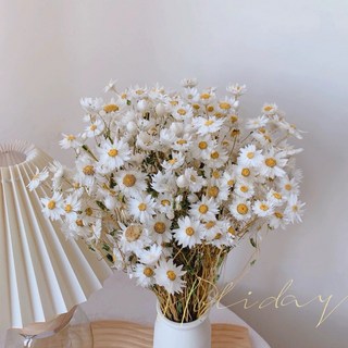 魯丹鳥現貨法國白梅乾燥花，80-100個花頭，大把批發價，DIY花束/拍攝道具/花圈手作花材, 白色