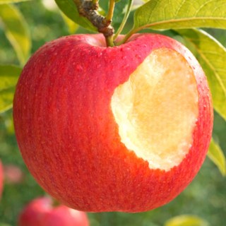 [3일간초특가] 당도선별 청송사과 부사사과, 1개, 5kg