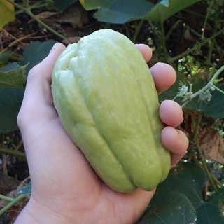 창원 차요태 불수과 멕시코 호박 차요테 제철야채 제철채소, 1개, 5kg 12-15개