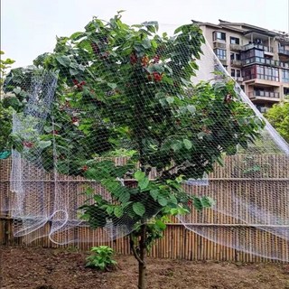 체리 포도 자보티카바 설계된 가능한 전용으로 제작되었습니다 햇빛을 방지망입니다 PA6 의, 1개, D. 가로 5미터 세로 5미터 높이 5미터 이하의 나무