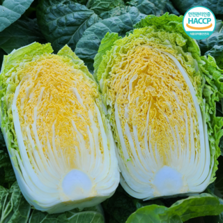 [완판신화] 강원도 고랭지 충북 괴산 절임배추, 원하시는 도착일(김장전날)을 꼭 기재해주세요, 1개, 20kg