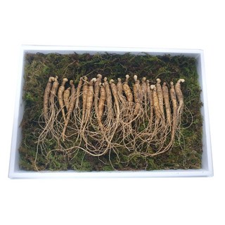 [임산물거래소] 국내산 산양산삼 장뇌삼 5-6년 (50g) 못난이산양삼 [고급한지쇼핑백증정], 1개