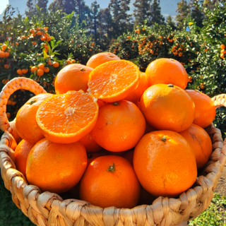 14brix 천혜향 당도선별 제주 고당도특품, 1개, 5kg