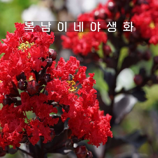 자엽배롱 블랙펄 레드 [1포트 복남이네야생화 모종 백일홍 배롱나무 crape myrtle], 1개