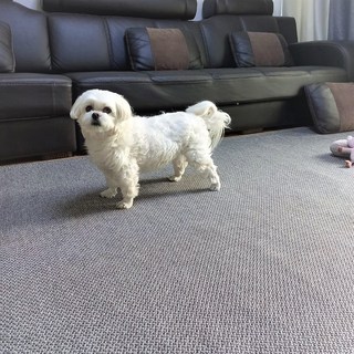 강아지 미끄럼방지매트 먼지없는 사계절 물세탁 러그형 애견매트, 브라운, 1개