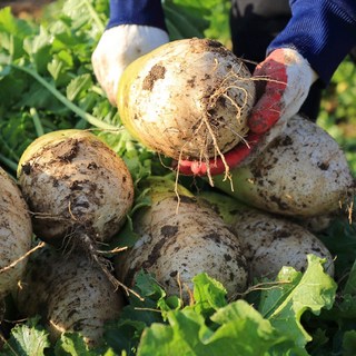 [온흘] 단단하고 싱싱한 제주 (비)세척 월동무 무우, 1박스, 10kg
