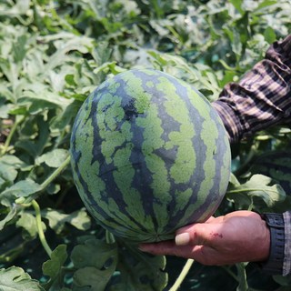 경남 산지직송 고당도 하우스 꿀 수박 3kg 4kg 5kg 겨울에도 시원한 꿀수박을 즐기세요 숙취해소 수박스무디 수박주스 떙모반, 1개, 3키로 이상
