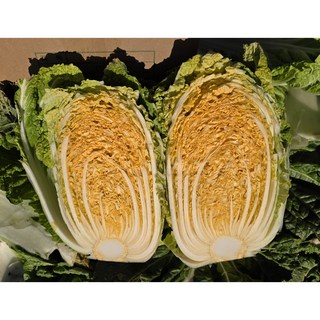 해남 황금배추 5KG(5-6포기) 산지 직송, 1개, 5kg