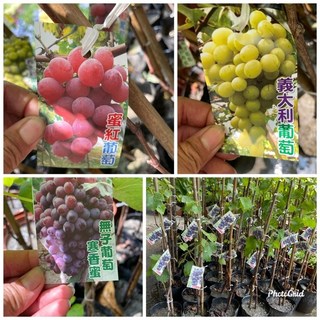 霏霏園藝葡萄 各品種四吋盆栽特價 陽台盆栽首選 輕鬆種植享受田園樂趣, 1個
