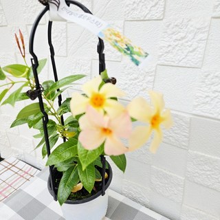 만데빌라(엘로우스타)가지끝에서 꽃이 오는아이입니다, 1개