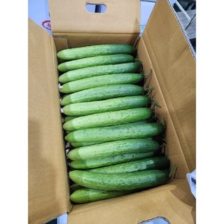 백오이 오이지 상 1박스 [원산지:국산], 상등급 (39~45개 내외) (1박스), 1개