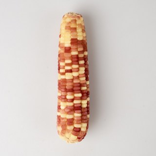 "쫀득촉촉" 냉동 홍찰옥수수 찰옥수수 (특품) 사이즈, 10개, 2kg 내외