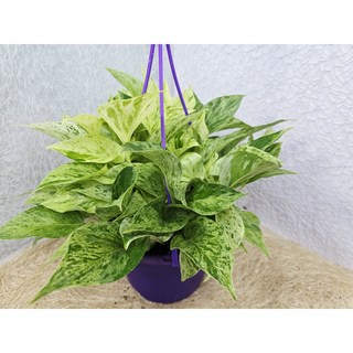 무늬스킨답서스 행인걸이대품 실내공기정화식물