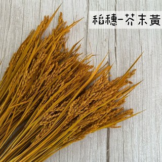 "Be a florist 花藝夢" 乾燥大麥、乾燥稻穗 "十支販售" 天然麥穗 天然大麥 乾燥麥穗 乾燥大麥, 稻穗-芥末黃