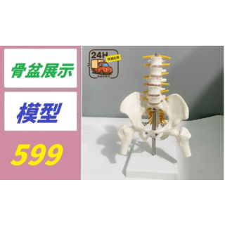 骨盆展示模型 骨盆模型 人體骨骼模型, 1個