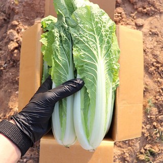 농산물마루 국내산 산지직송 얼갈이 배추, 1박스, 1.5kg