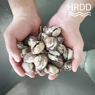 꼬막 10키로 벌교 새꼬막 10kg 꼬막 비빔밥 꼬막전 반찬용, 새꼬막 특품 10kg, 1개