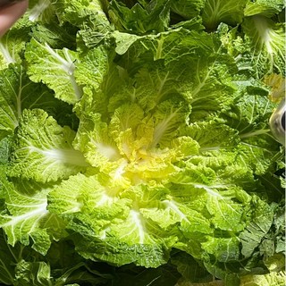 국내산 진도 산지직송 해풍 맞은 제철 봄동 배추, 1세트, 1kg