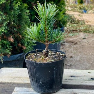 조경수 관상수 묘목-소나무 취설금(접목1년 포트묘) TK077, 1개