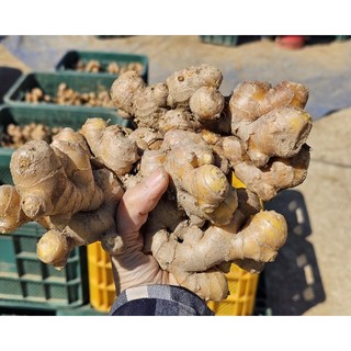 시골팜 생산자직발송 국내산 대강생강종자 흙생강종자(특) 5kg, 1개, 대강생강종자 5kg