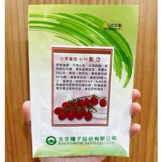 城禾農產 聖岱蕃茄種子 50粒 家庭園藝 紅蕃茄 小番茄 種子, 1個, 分包裝10粒