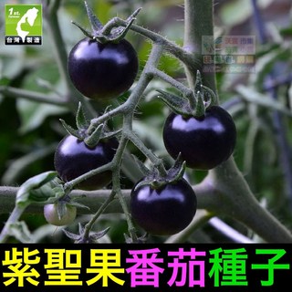 我會發芽 紫聖果蕃茄種子 紫藍蕃茄 進口品種 富含花青素 易栽好活 約25粒, 1個, 紫聖果蕃茄種子(約25粒/包)