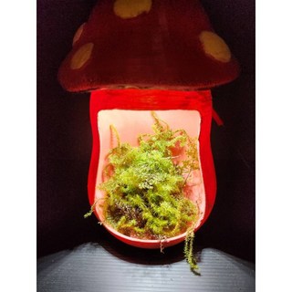 超可愛香菇造型種植箱，苔鑽植物燈，微景觀生態瓶，雨林悶養專家，新手適用青苔生態瓶, 1個