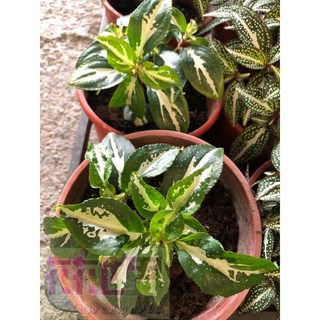 花花世界 襯景植物 白紋蜂鬥草 5吋 高5-10cm, 1個