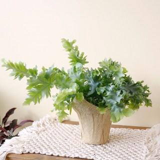 다바나 고사리 키우기 양치식물 플라스틱 화분, 1개